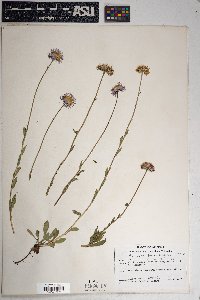 Erigeron formosissimus image