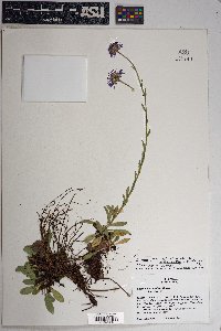 Erigeron formosissimus image