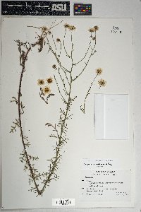 Erigeron neomexicanus image