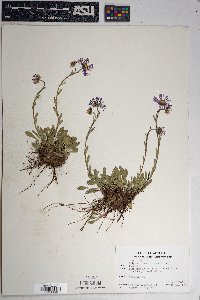 Erigeron formosissimus image