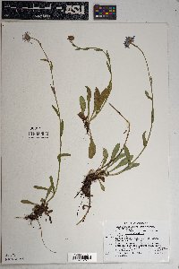 Erigeron formosissimus var. formosissimus image