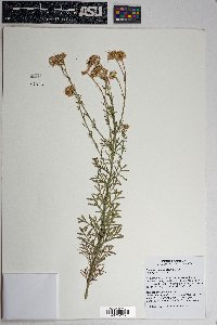 Erigeron neomexicanus image