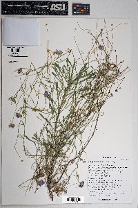 Erigeron neomexicanus image