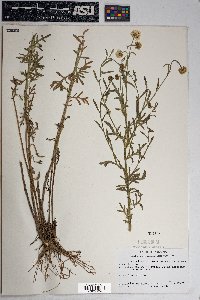 Erigeron neomexicanus image