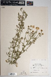 Erigeron neomexicanus image