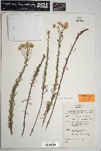 Erigeron neomexicanus image