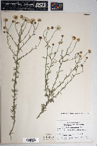 Erigeron neomexicanus image