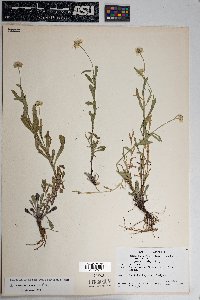 Erigeron neomexicanus image