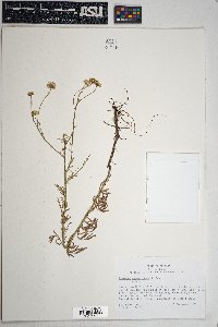 Erigeron neomexicanus image