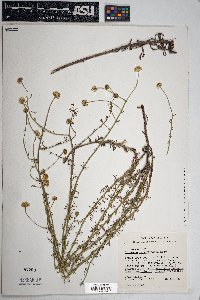 Erigeron neomexicanus image