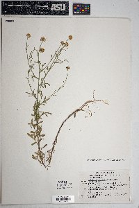 Erigeron neomexicanus image