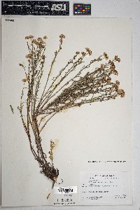 Erigeron neomexicanus image