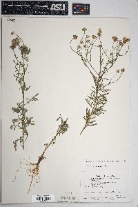 Erigeron neomexicanus image