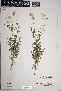 Erigeron oreophilus image