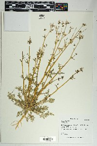 Gilia stellata image