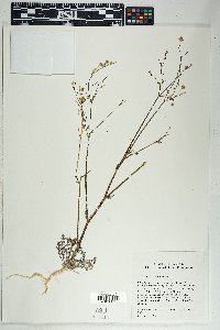 Gilia stellata image