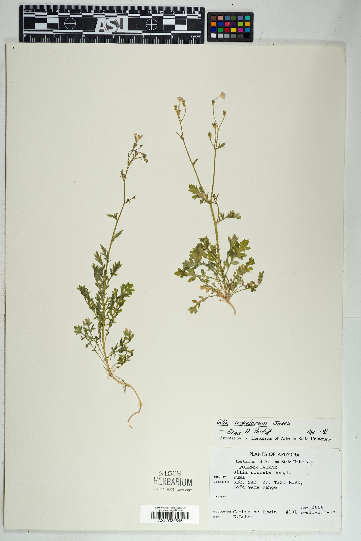 Gilia scopulorum image