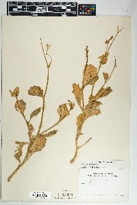 Aliciella latifolia image