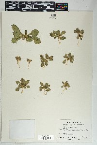 Aliciella latifolia image