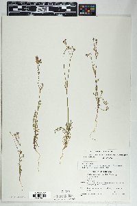 Gilia flavocincta subsp. flavocincta image