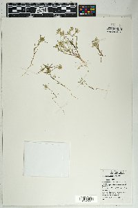 Eriastrum diffusum image