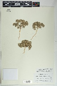 Eriastrum diffusum image