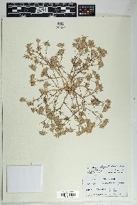 Eriastrum diffusum image