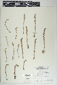 Veronica peregrina subsp. xalapensis image