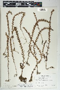 Veronica peregrina subsp. xalapensis image