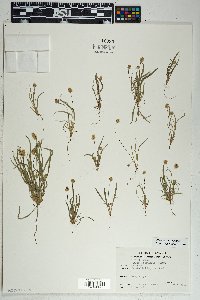 Plantago ovata image