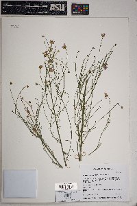 Erigeron oxyphyllus image