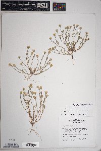 Eriophyllum lanosum image