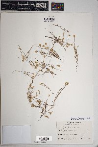 Eriophyllum lanosum image