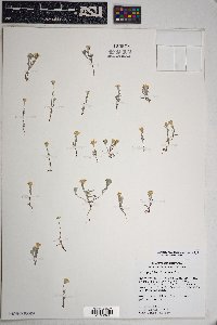 Eriophyllum lanosum image