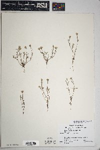 Eriophyllum lanosum image