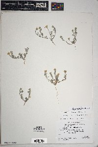 Eriophyllum lanosum image