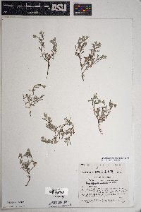 Eriophyllum lanosum image