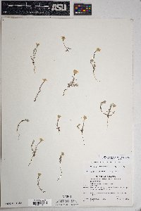 Eriophyllum lanosum image