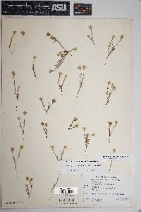 Eriophyllum lanosum image