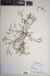 Eriophyllum lanosum image