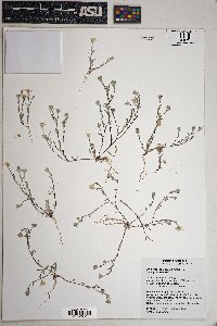 Eriophyllum lanosum image