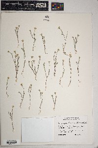 Eriophyllum lanosum image