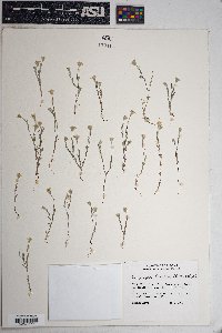 Eriophyllum lanosum image