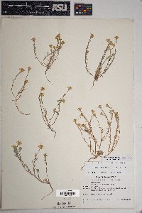 Eriophyllum lanosum image