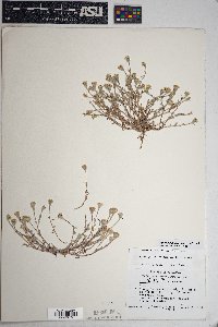 Eriophyllum lanosum image