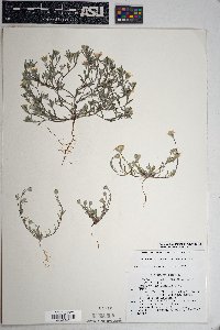 Eriophyllum lanosum image