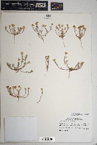 Eriophyllum lanosum image