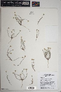 Eriogonum reniforme image