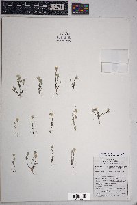 Eriophyllum lanosum image