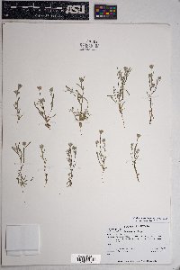 Eriophyllum lanosum image